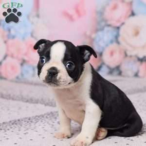 Jay, Boston Terrier Puppy